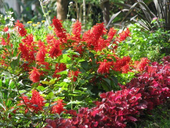 Municipal Garden of Funchal